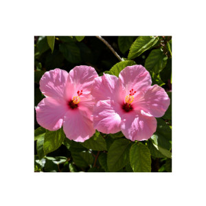 Hibiskus